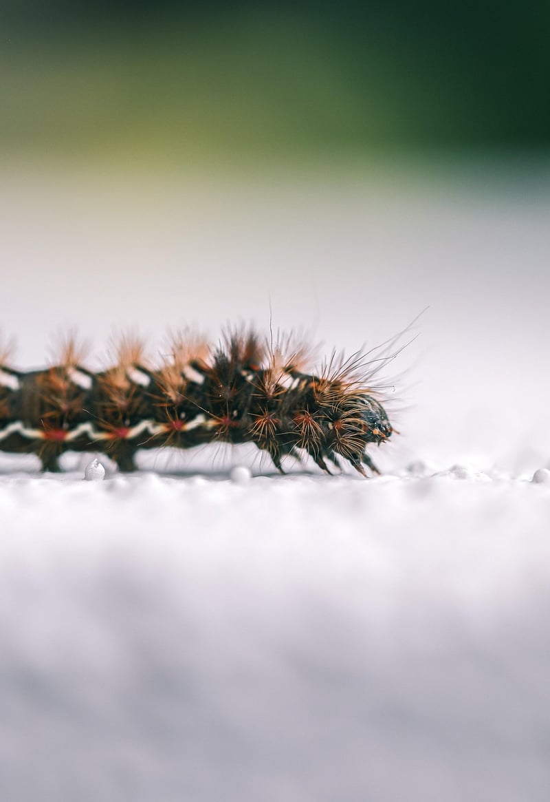 Egg carton caterpillar